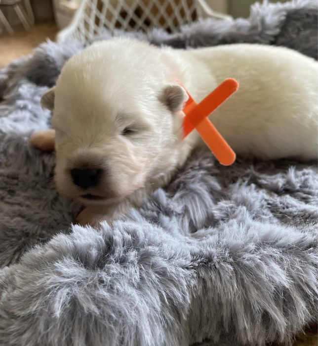 Piesek samoyed, Zwiazek Kynologiczny w Polsce