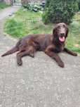 Szczeniaki Flat Coated Retriever