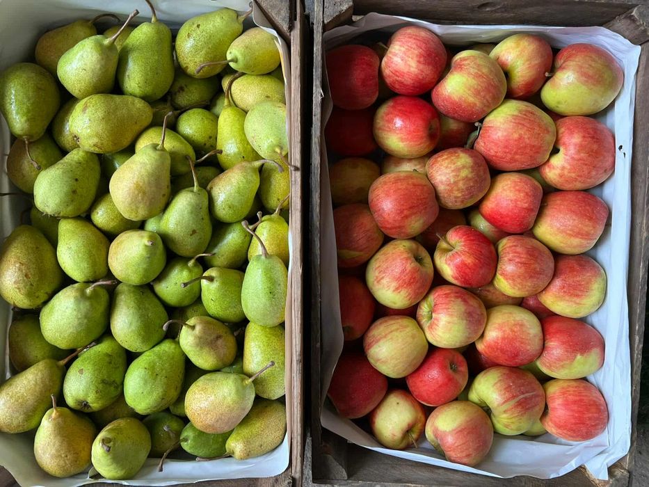 Jabłka oraz gruszki