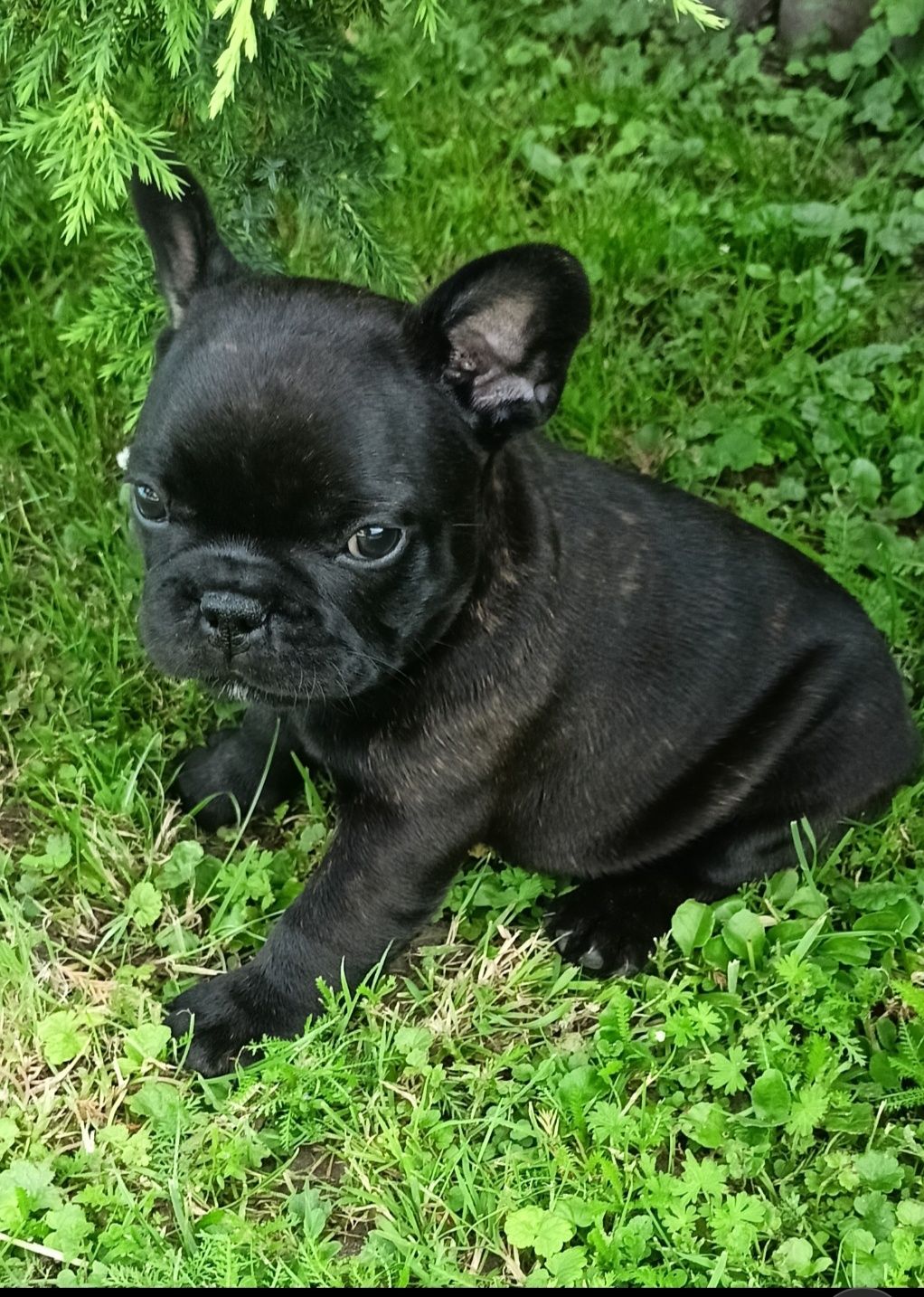 Buldog francuski