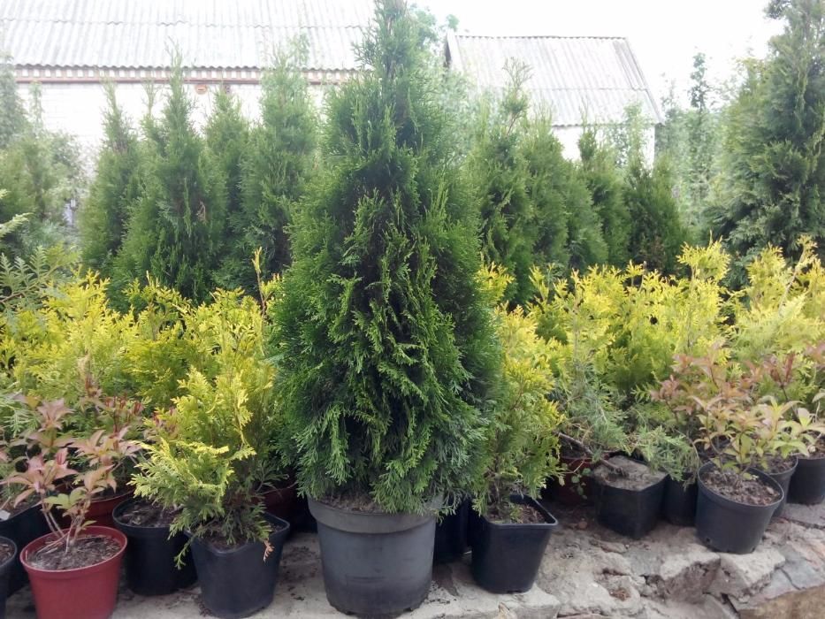 Туя Смарагд. 40см