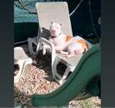 American bully procura namorada