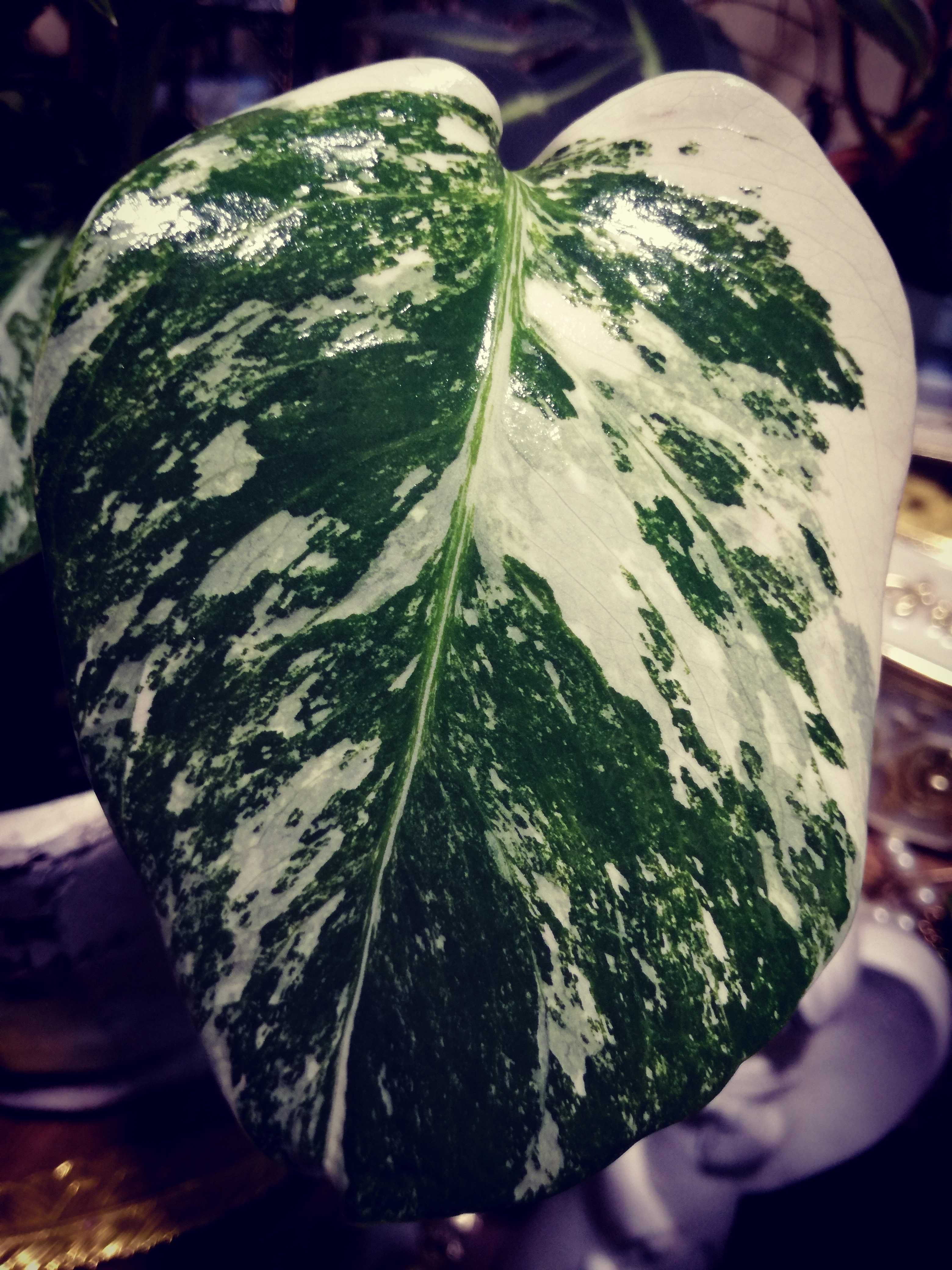 Monstera Alba Variegata biała NOWA !  jedwab Philodendron filodendron