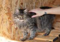 Брунхильда 1.5 года, полосатая красавица, кошка