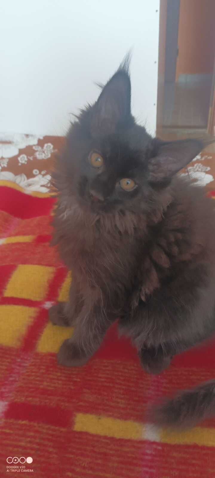 Kotka Maine Coon