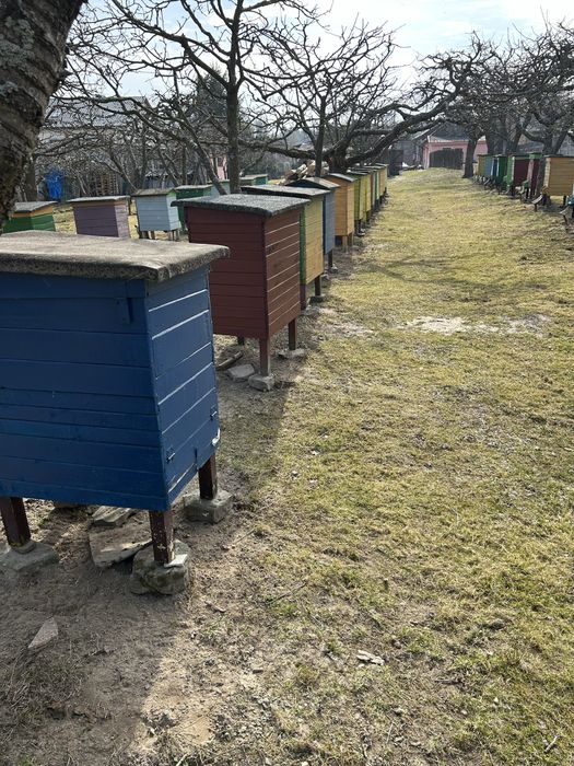 Ule z wyposażeniem bez pszczół