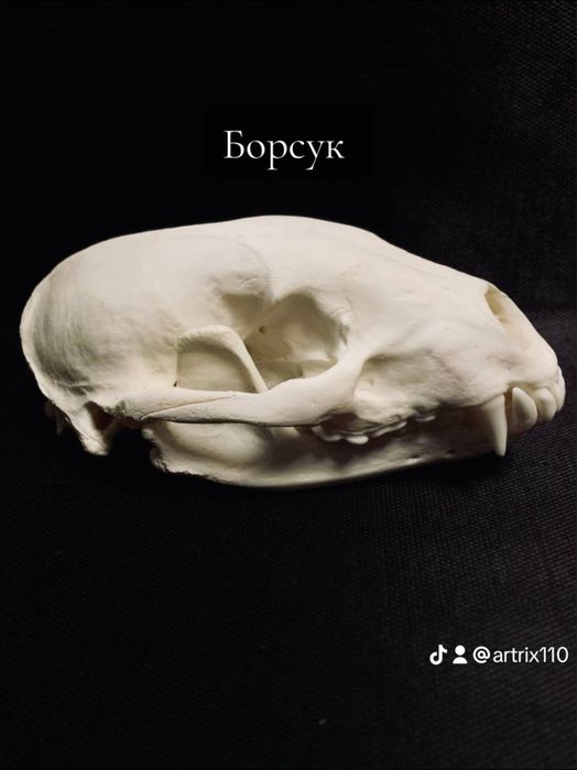 Черепа тварин . Череп борсука , єнотовидної собаки, косулі , сойки