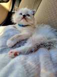 Sprzedam kotka rasy RAGDOLL