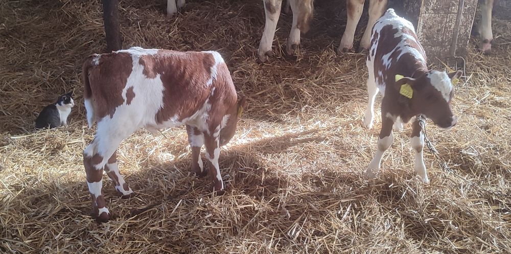 Cielak byczek z własnej hodowli 2 sztuki