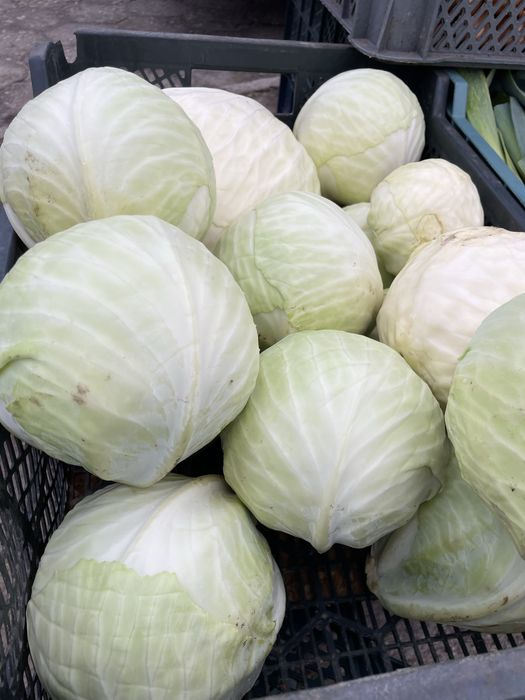 Kapusta w głowkach i szatkowana