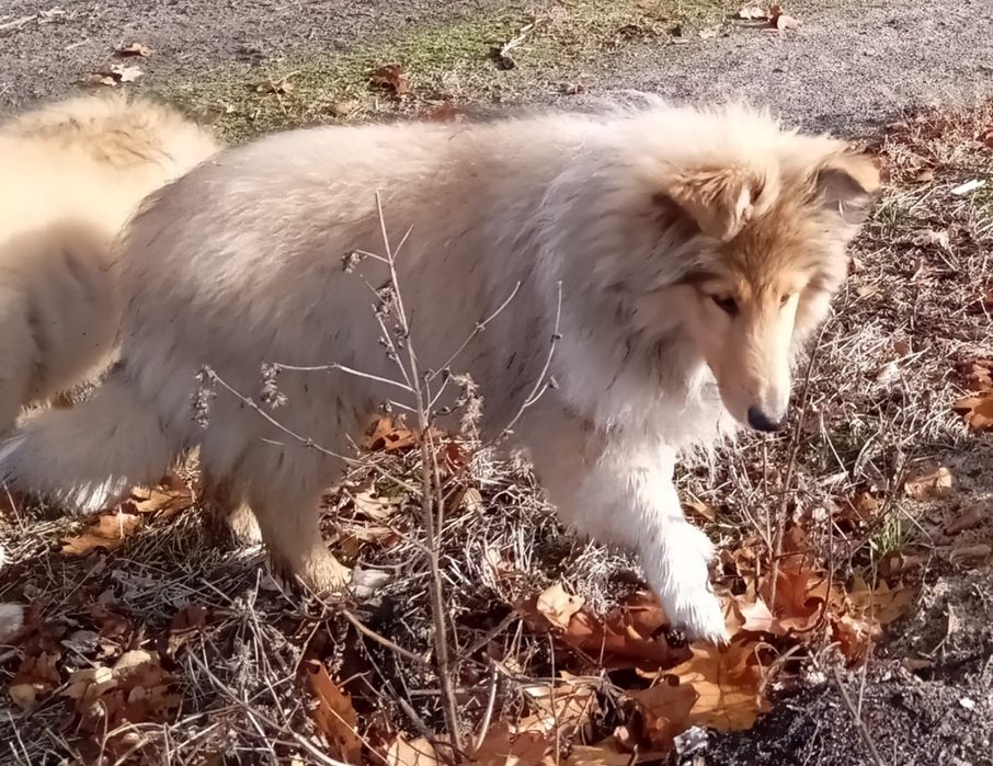 Owczarek szkocki collie