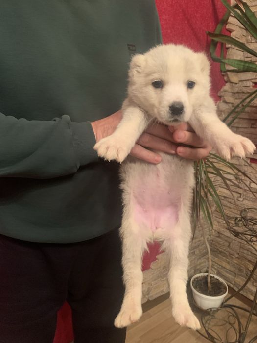 Продам цуценят Алабая