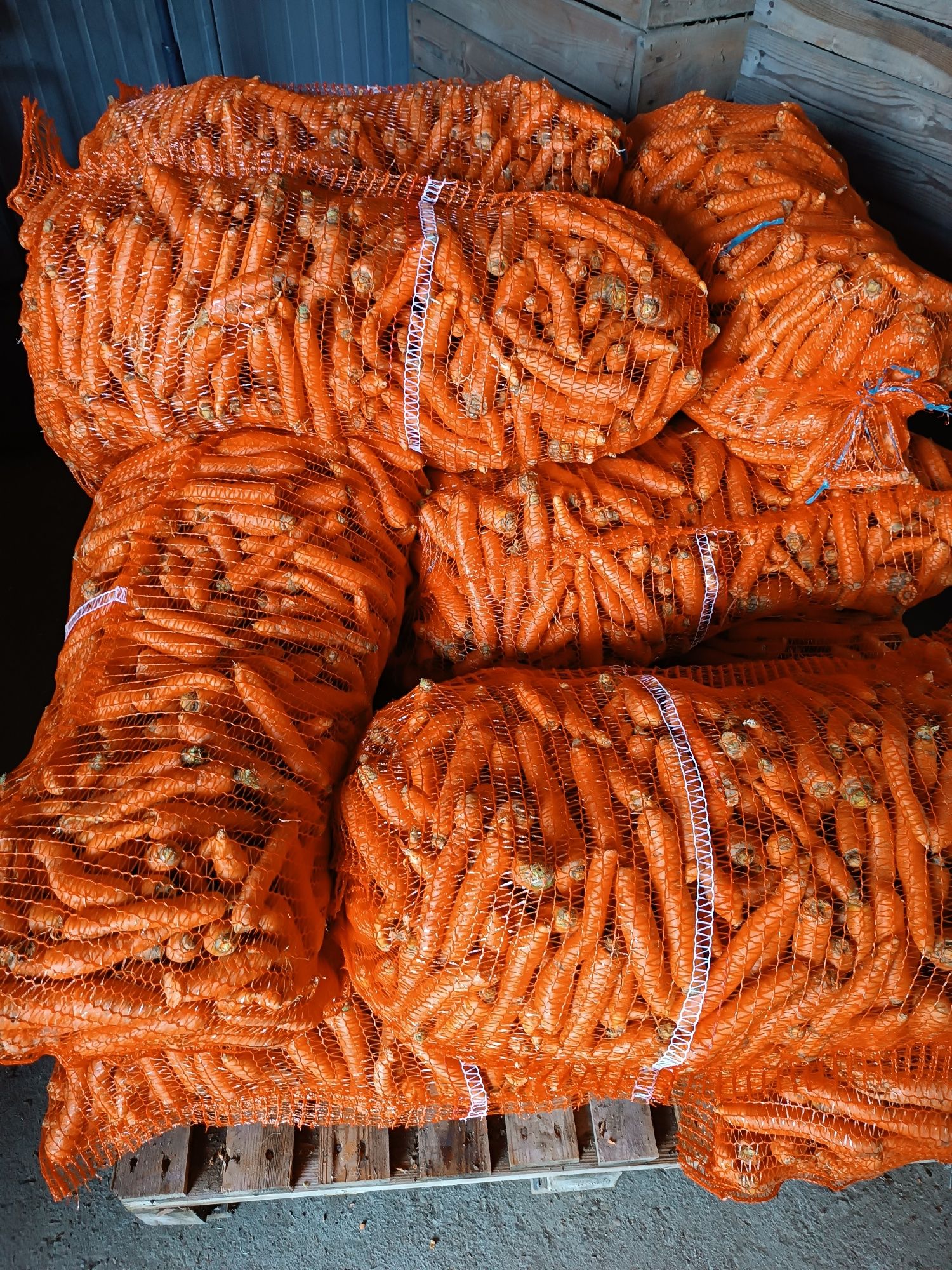 Sprzedam ziemniaki marchew