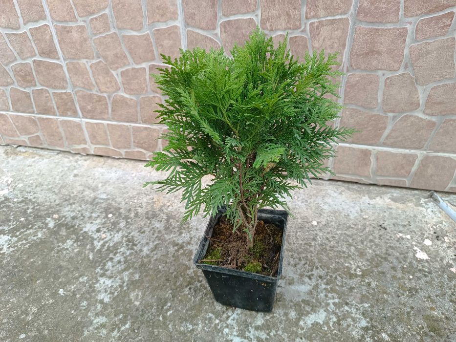 Туя Даника | Thuja occidentalis Danica в контейнере 1.5 литра