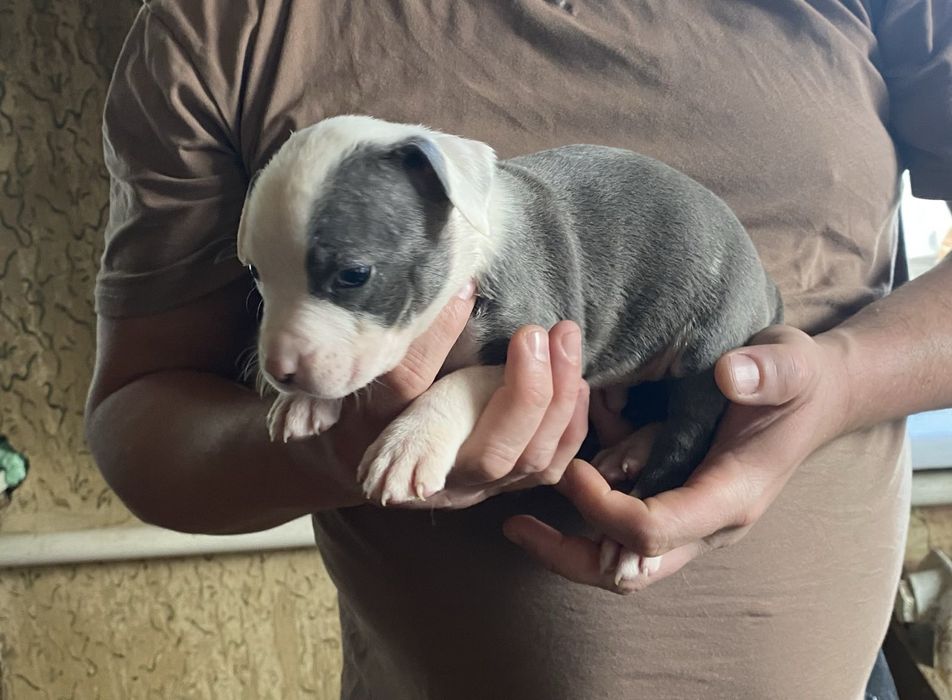 Цуценята американського стаффордширського тер'єра