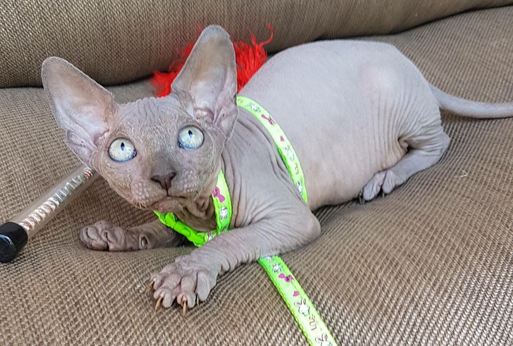 Канадский сфинк.Мальчик