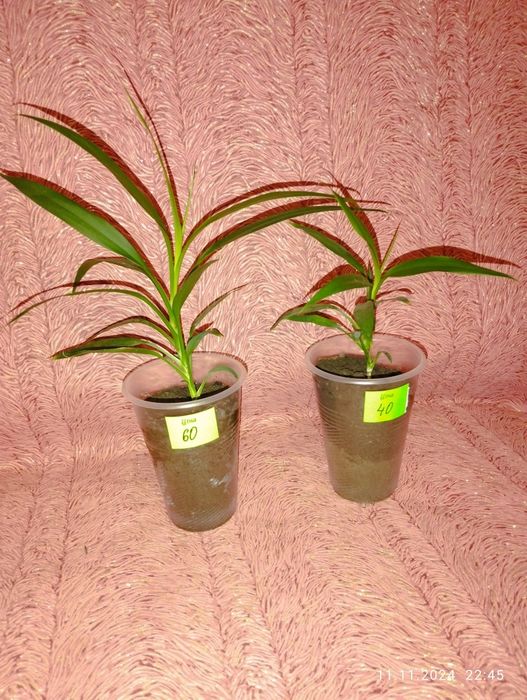 Продам кімнатні рослини