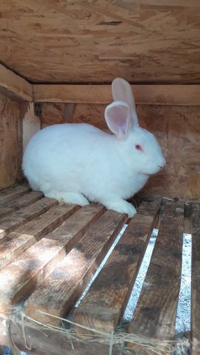 Продам робочого молодого кроля,дата народження 01.02.2025р.