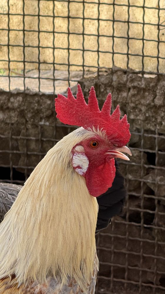 Galos  leghorn isabella