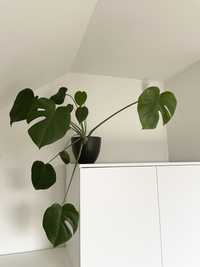 Monstera duża 100cm