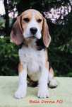Beagle Związek kynologiczny w Polsce FCI.
