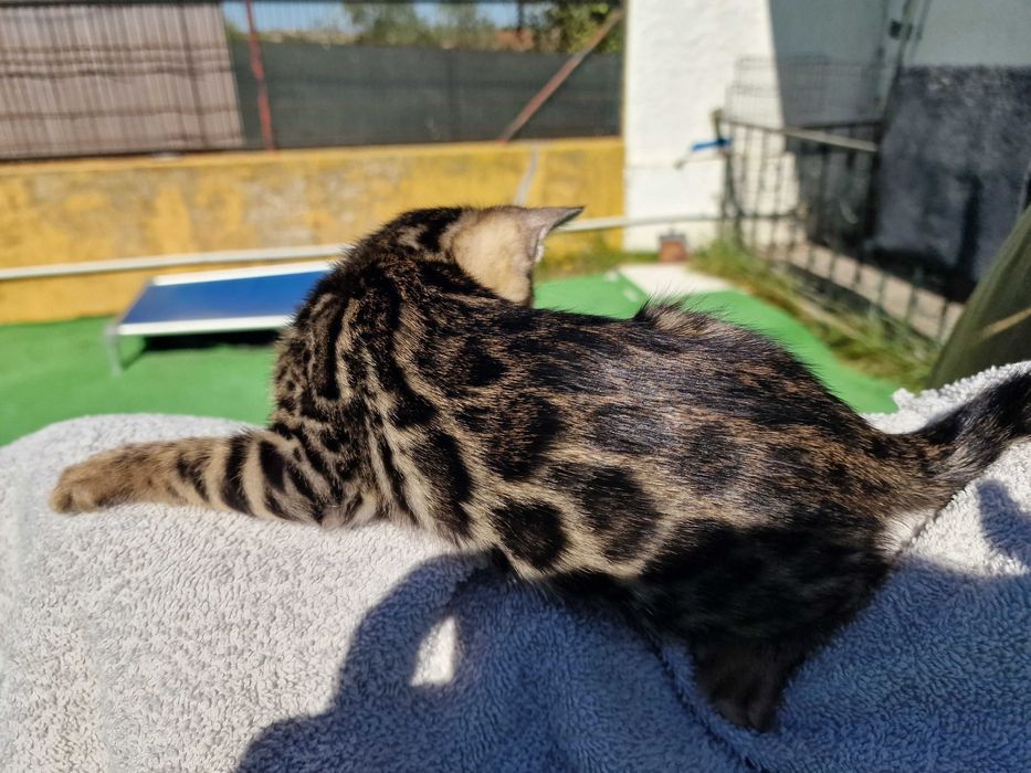 Gatinho de bengala (macho)