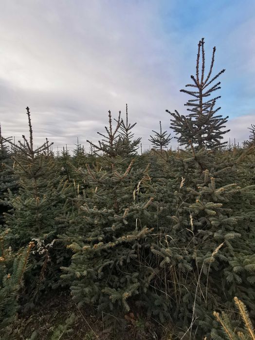 srebrny świerk cięty