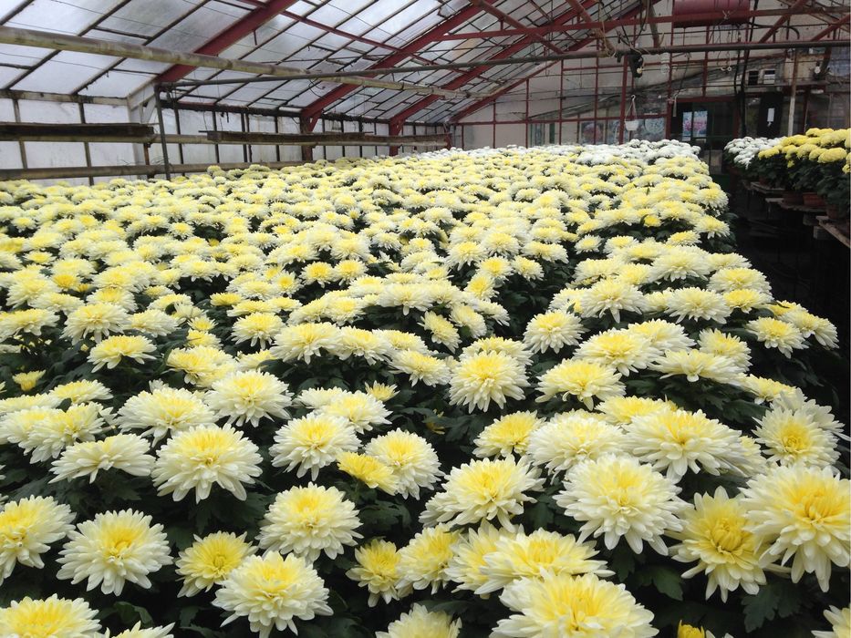 Chryzantemy wielkokwiatowe