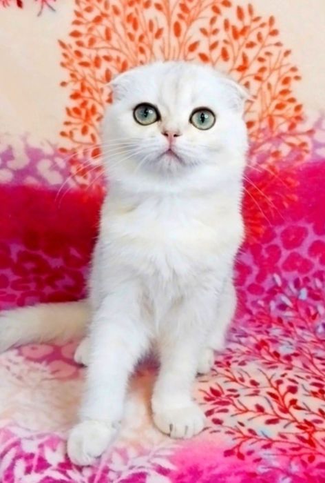 Ооочень ласковая малышка Серебристая девочка