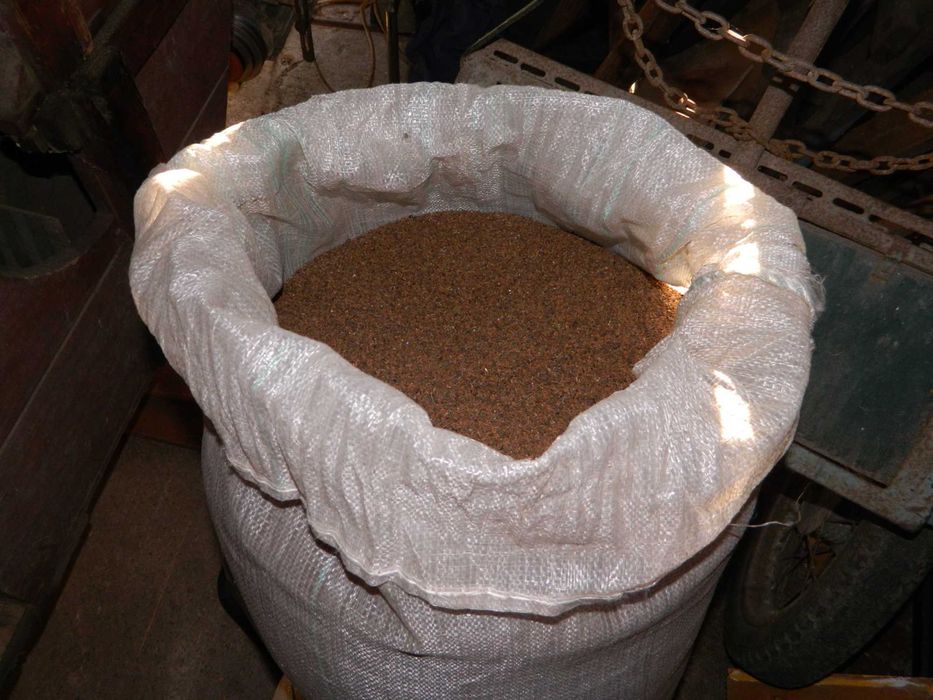 Facelia błękitna nasiona