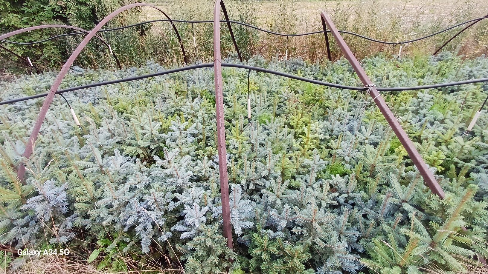 Świerk kaibab drzewka