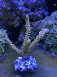 Acropora zielona koral SPS akwarium morskie