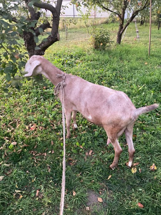 Продам англонубійську козу