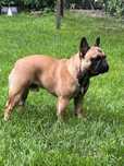 Buldog francuski fci szczenie
