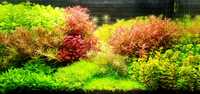 Zestaw roślin akwariowych - hodowla podwodna