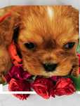 Cawalier King Charles spaniel suczka do rezerwacji badania genetyczne