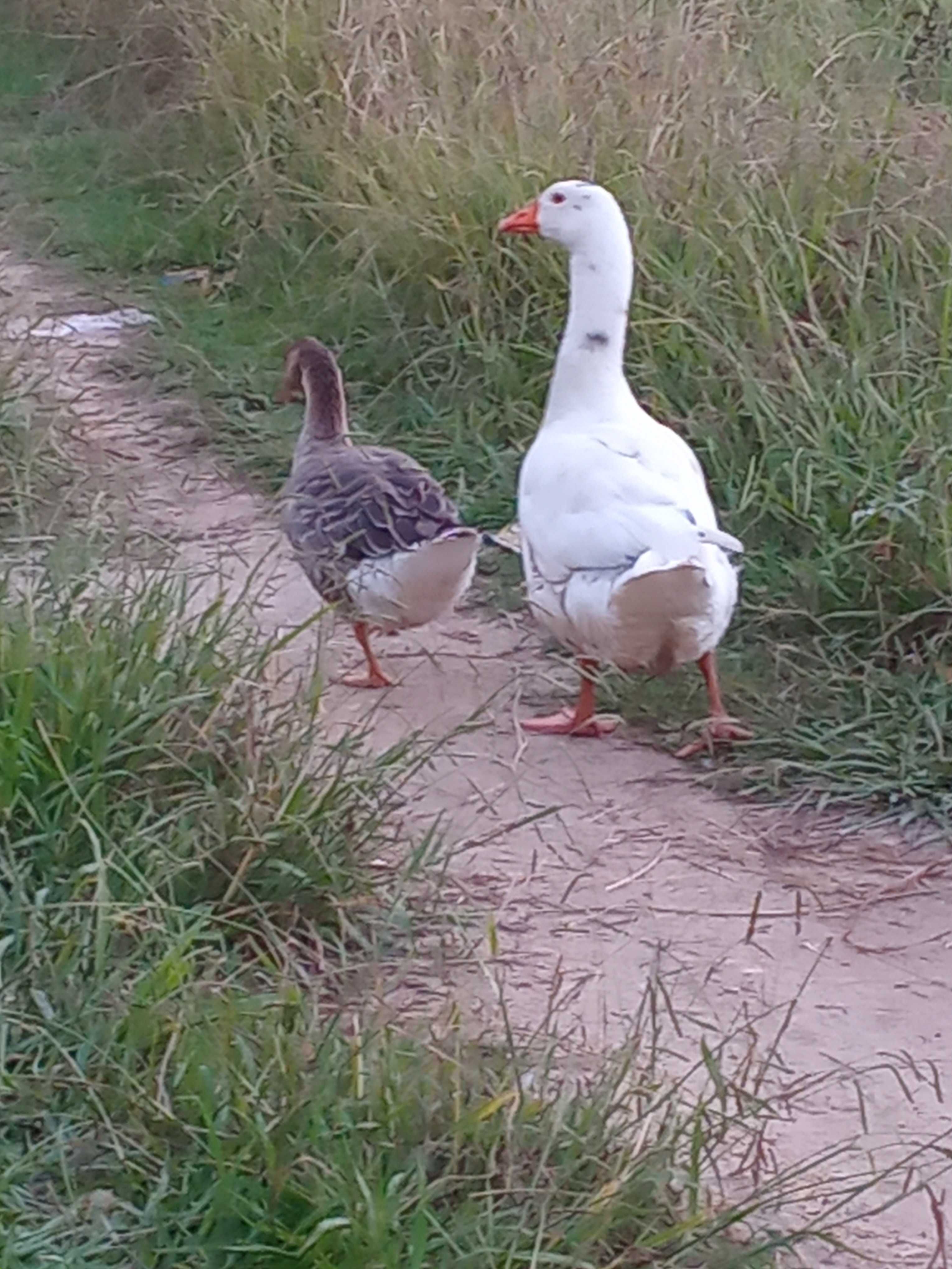 Vendo dois patos