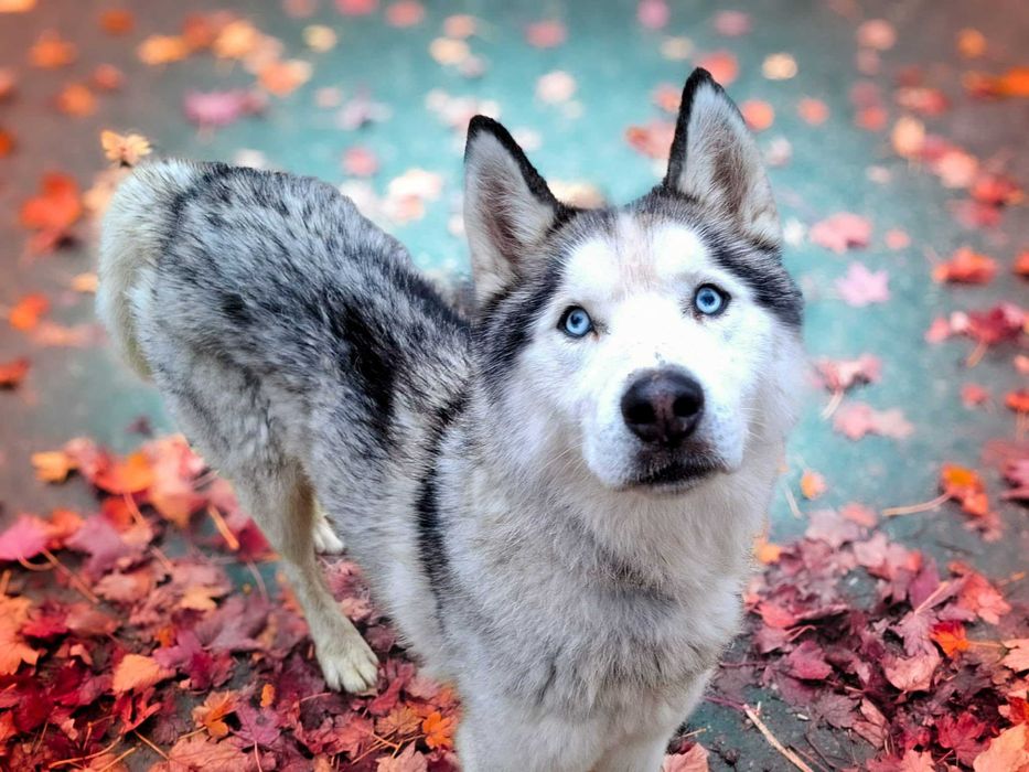 Voltaren: zrównoważony, grzeczny północniak