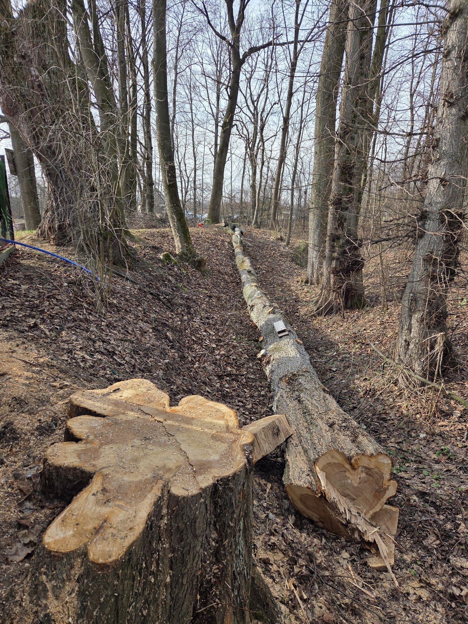 Wiąz, kłoda 13,5 metra długości