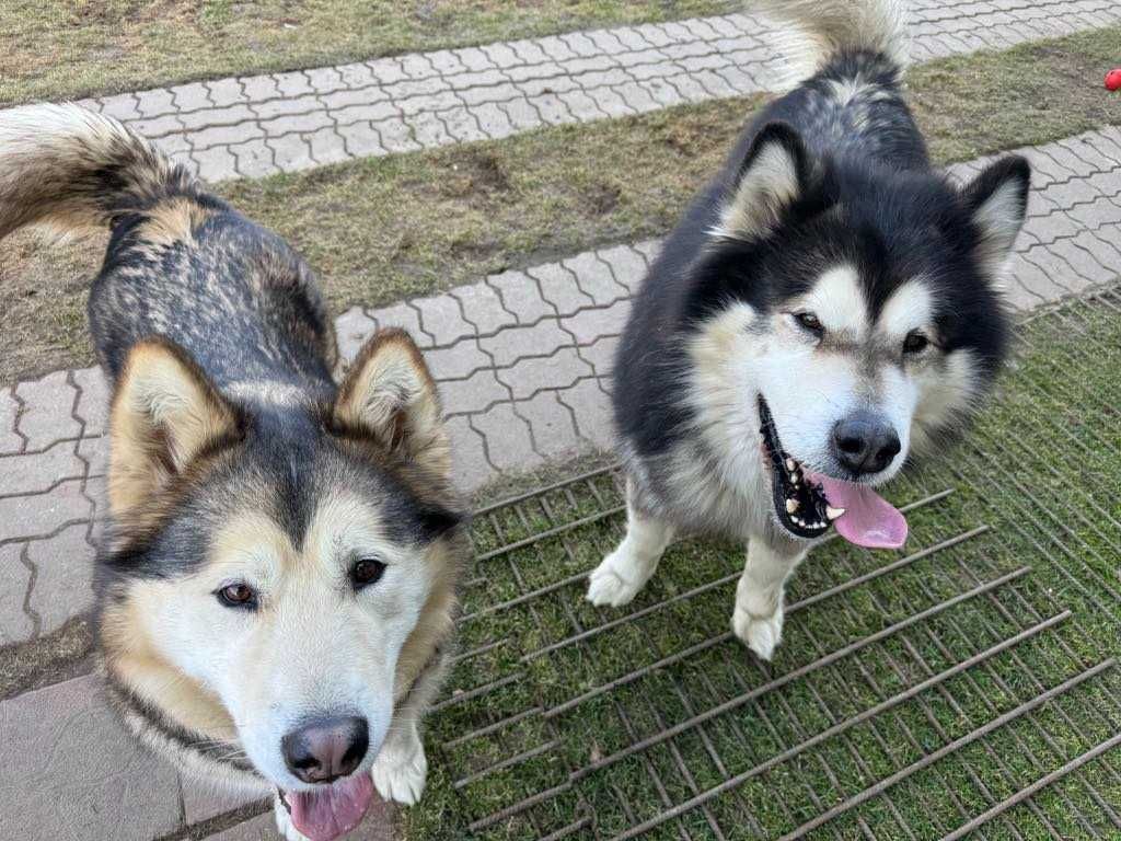 Grey - zjawiskowy Alaskan Malamute z rodowodem ZKwP FCI ADOPCJA