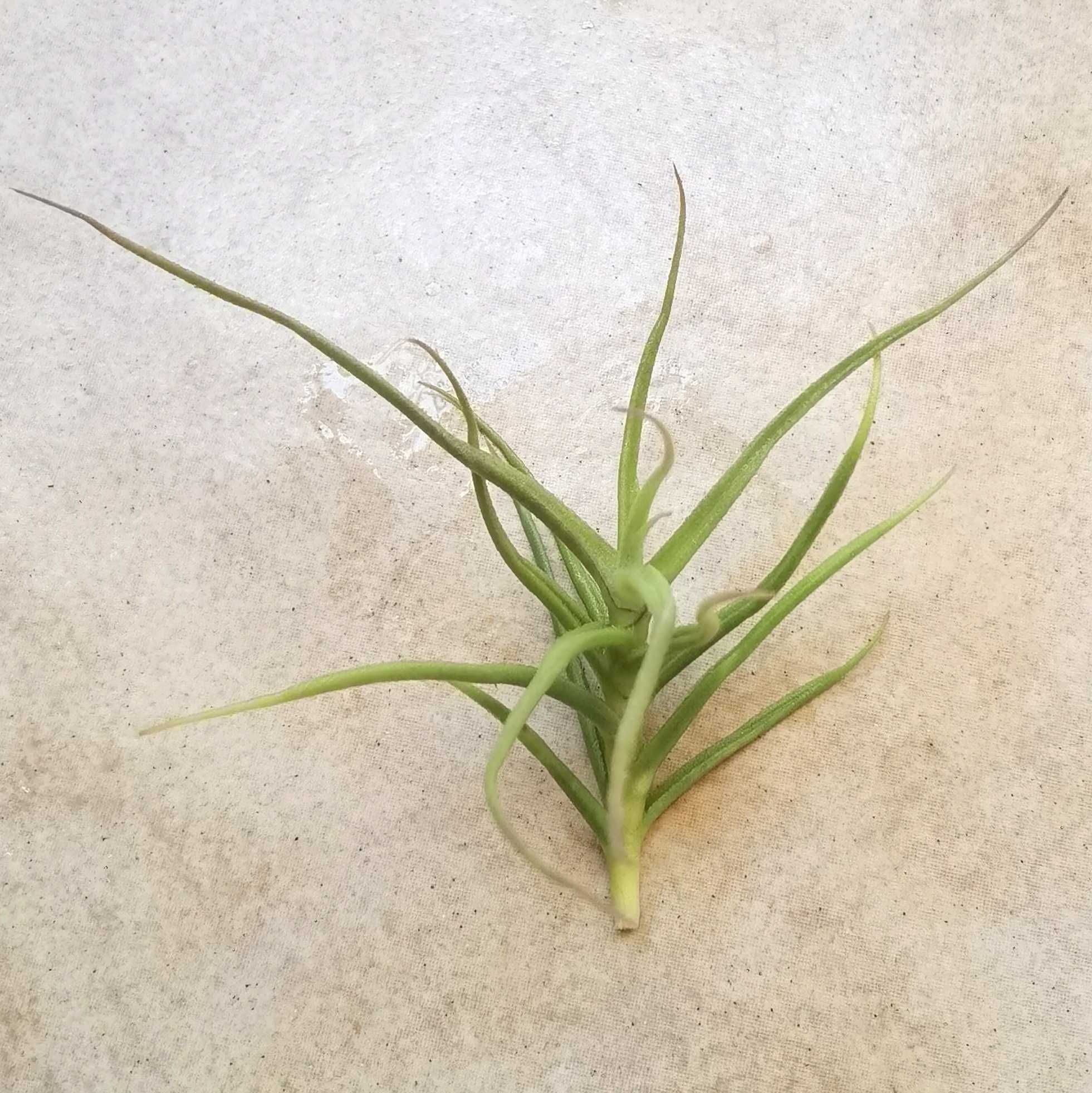 Tillandsia paleacea 9 cm
