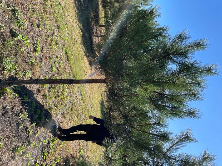 Сосна крымская с комом (4-5 метров)