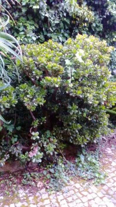 Cato moedeiro e da fortuna tipo bonsai gigante de vários tamanhos