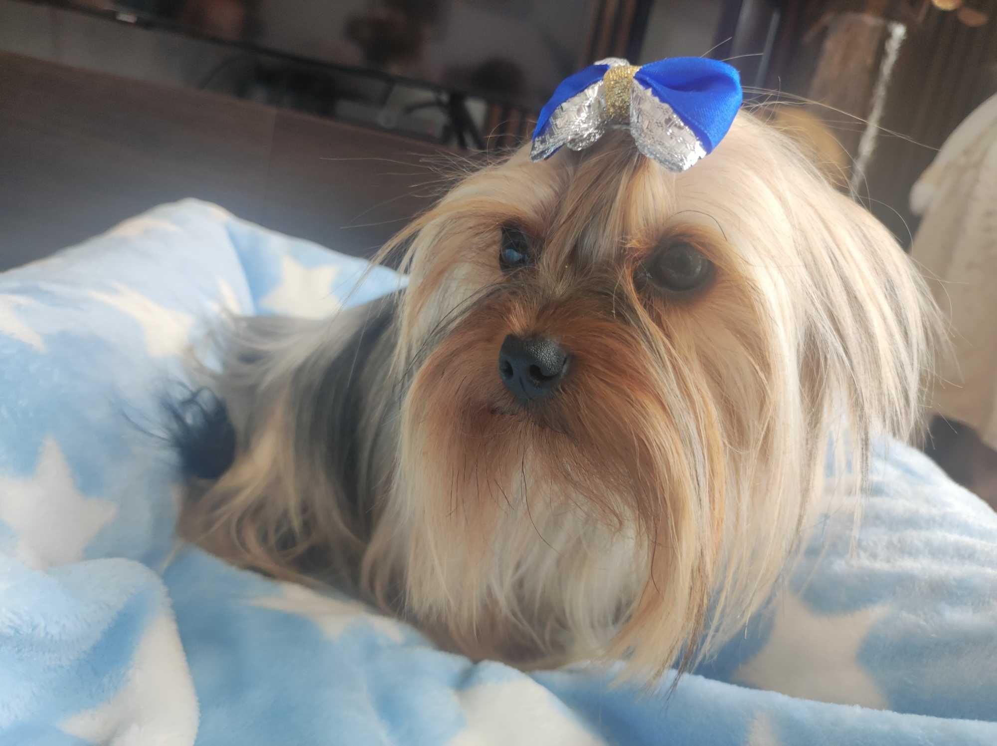 Yorkshire terrier