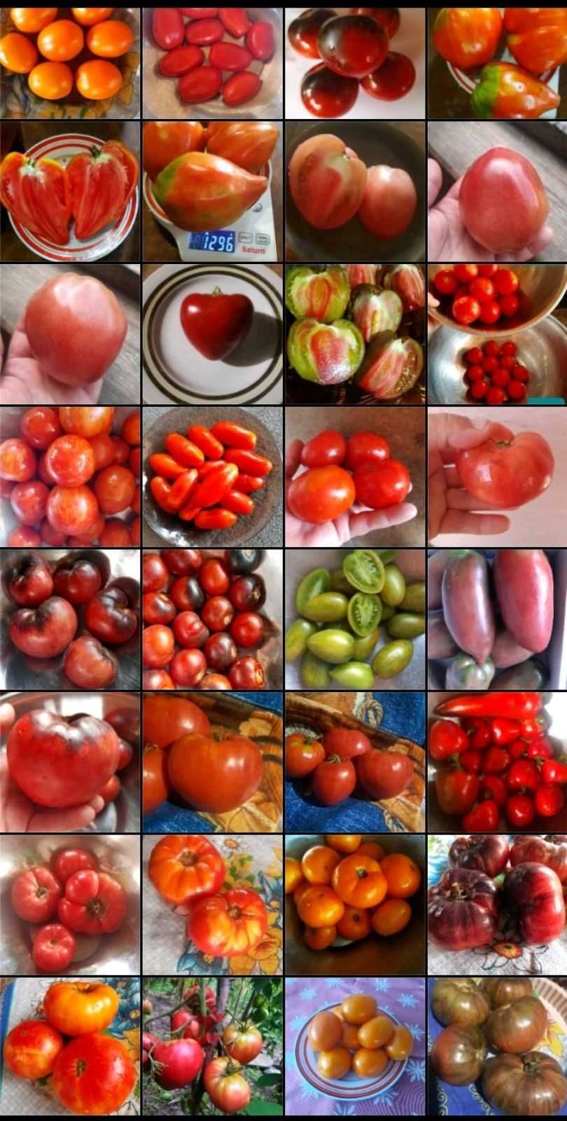 Насіння помідор перець, огірки, гарбузи, кабачки, кукурудза/збір 2023