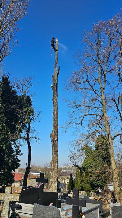 Wycinka drzew Puszczykowo i okolice