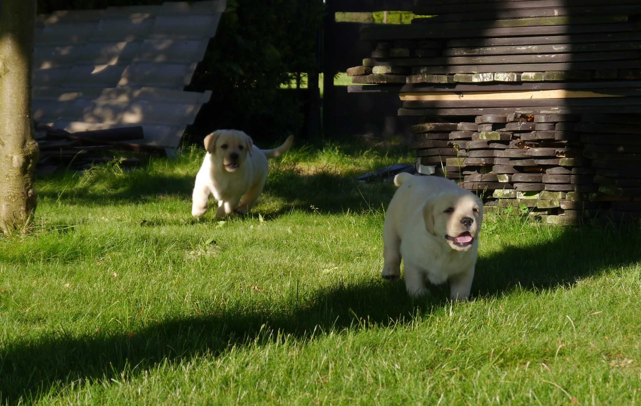 Labrador retriever - Biszkoptowa suczka  z rodowodem [ FCI ]