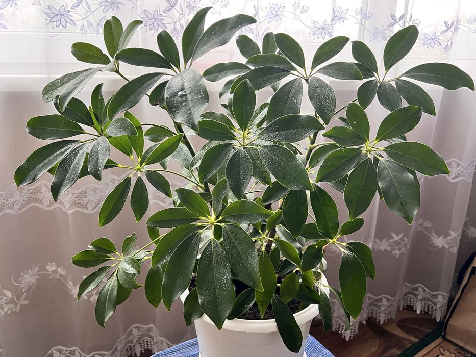 Шефлера, вазон , кімнатна рослина