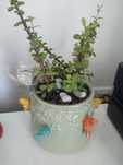 Vaso decorativo com suculenta
