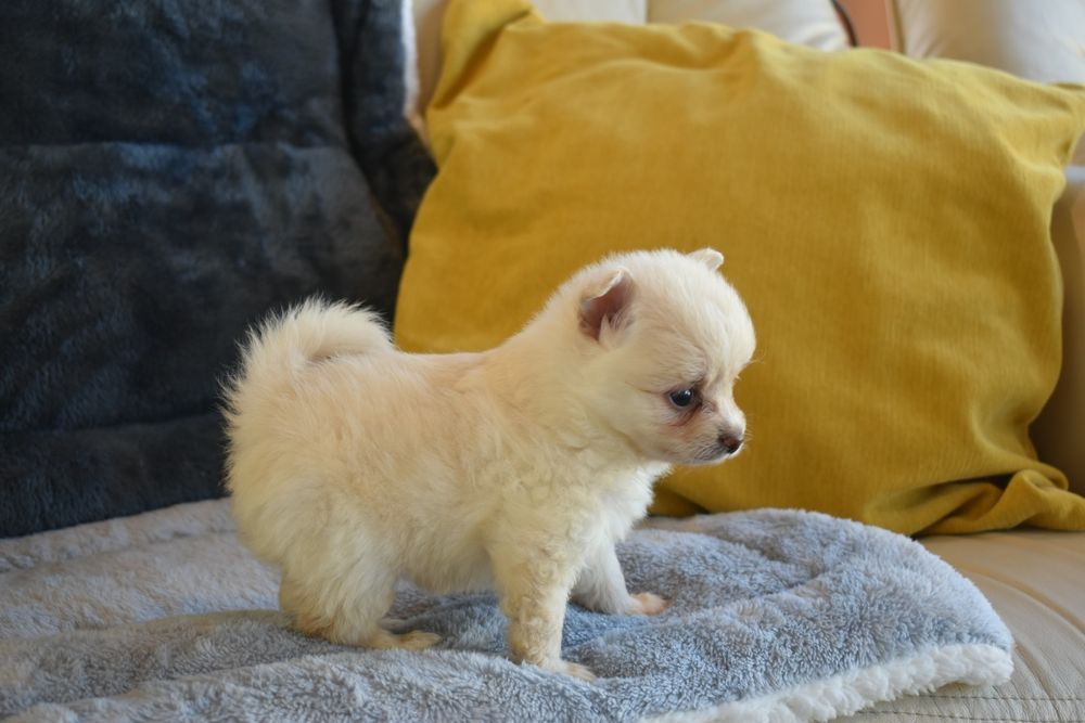 Lulu da Pomerânia (macho) disponível